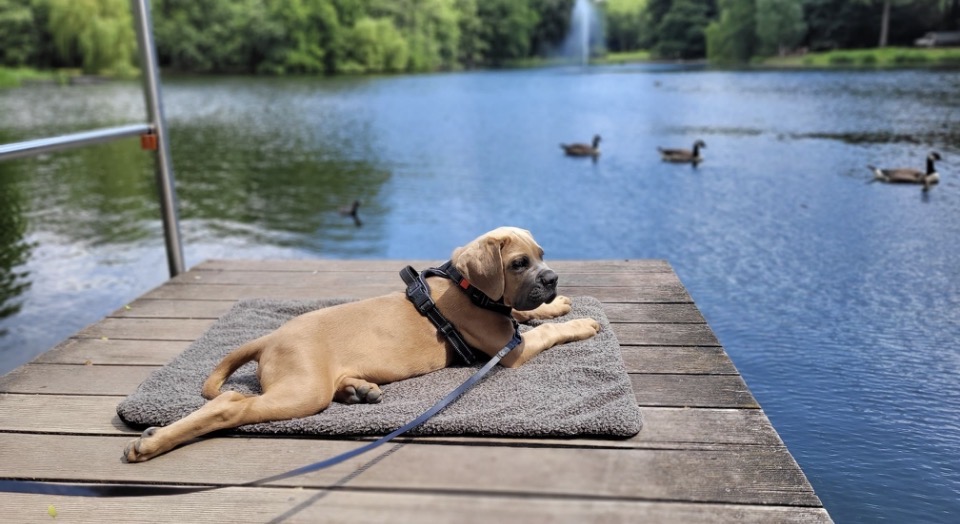 Welpe liegt am See auf einem Steg